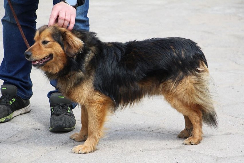 Pies przywieziony 7 maja 2021 r. z Bąblinka gmina Oborniki....