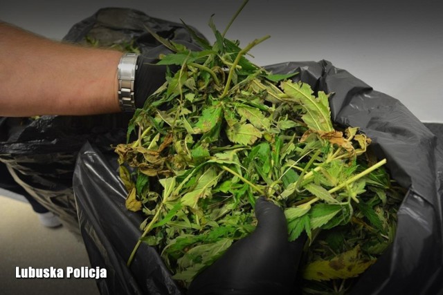 Policjanci zatrzymali 24-latka, który na terenie gminy Bobrowice uprawiał marihuanę.