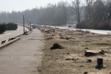 W Parku Śląskim wycięto 93 topole. Tak smutno wygląda ogołocony z tych drzew park. Do sprawy odniósł się deweloper - Green Park Silesia