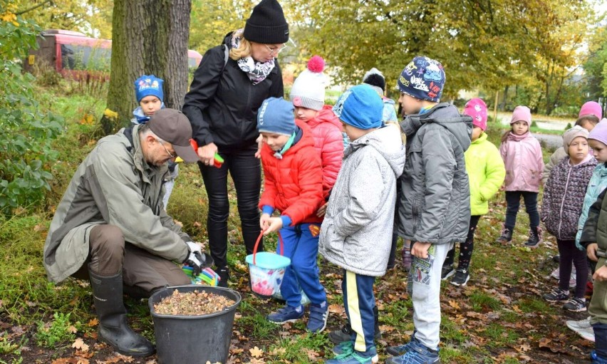 Przedszkolaki ze Skoków sadziły nasiona dębu i żywokoły wierzb