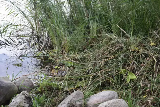 Na linii brzegowej Jeziora Ostrowitego zdarza się dewastacja naturalnego terenu. Prace wycinkowe czy zmieniające krajobraz prowadzone bez zezwolenia są nielegalne.