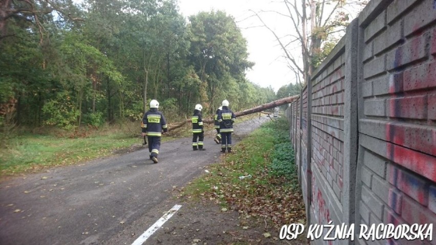 Strażacy usuwali połamane drzewa