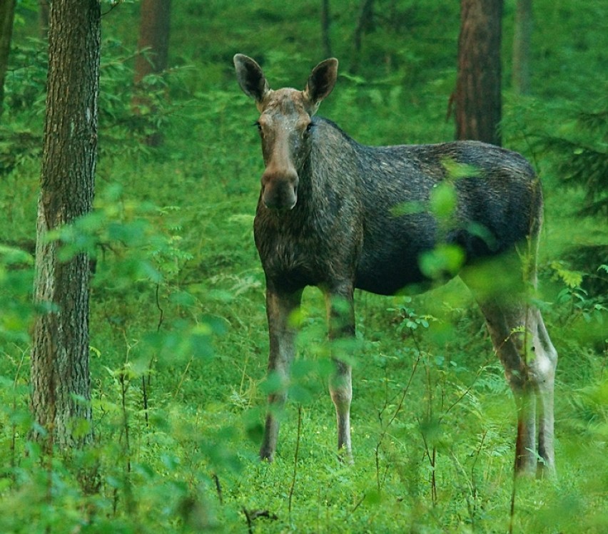 Klępa.