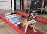 W podkarpackiej KAS służy 25 psów. Specjalizują się w wykrywaniu wyrobów tytoniowych, narkotyków, waluty i gatunków zagrożonych wyginięciem