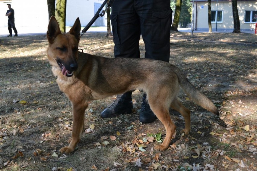 Psy policyjne w Zabrzu: Wiki - nowy pies w zabrzańskiej...