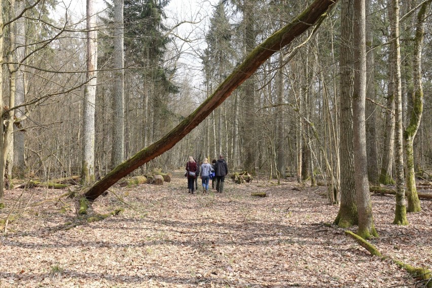 Las to najlepszy przyjaciel osoby poszukującej spokoju i...