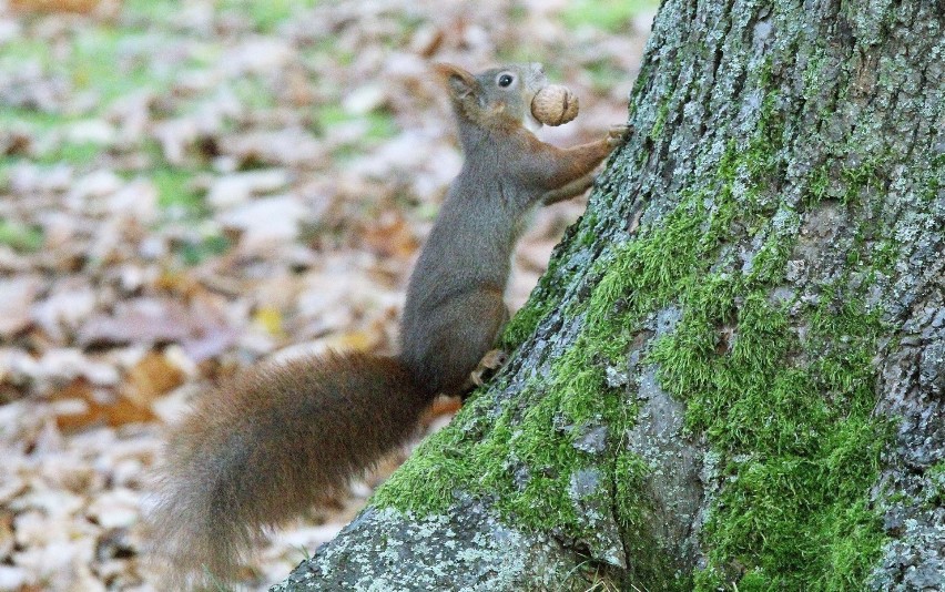 Legnica: Wiewiórki robią zapasy na zimę [ZDJĘCIA]