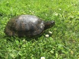 Okleśna. Okazały żółw spacerował po ogródku.To kolejna ofiara wakacyjnych wyjazdów?