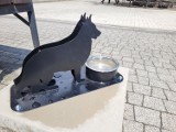 Brzesko. W mieście stanęły miski do pojenia psów, pomysłodawcą jest jeden z radnych. "Niech one nigdy nie będą puste"