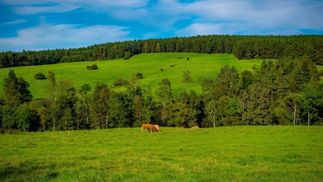 Obejrzyj galerię zdjęć przedstawiającą gospodarstwa turystyczne w pobliżu Legnicy. 
Przeglądaj zdjęcia za pomocą kursora, strzałki lub przycisku NASTĘPNE.