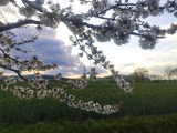 72 drzewa czereśniowe z widokiem na Landeskrone. Kolejna aleja kwitnących bielą drzew poleca się na spacer obok Zgorzelca