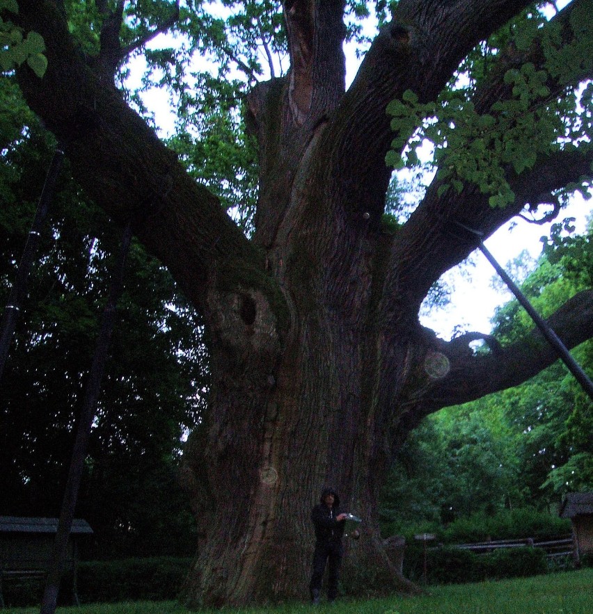 Bartek inaczej oak, magiczne drzewo zwane również entem.