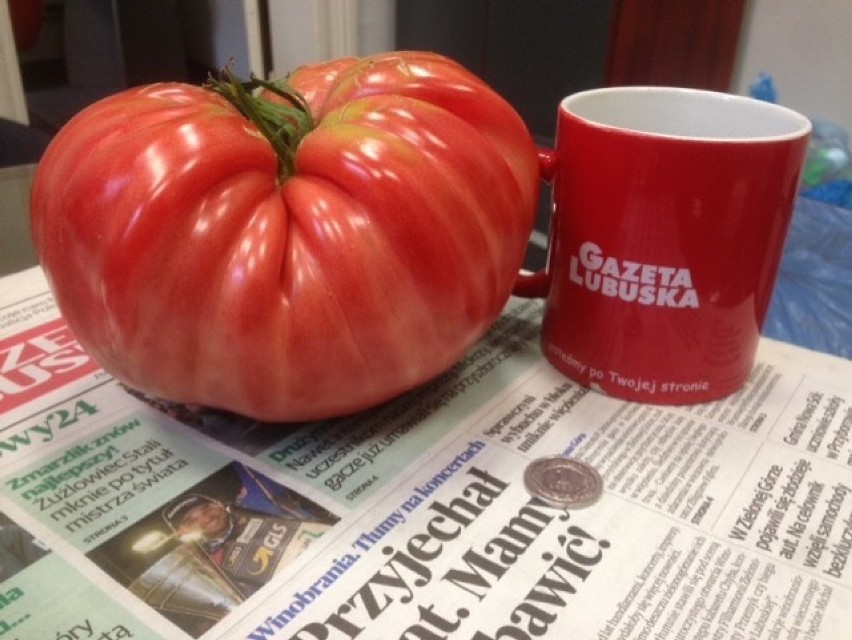 Pomidor gigant wyrósł w ogrodzie w Zielonej Górze Raculi. Macie podobne? Wyślijcie nam fotki!