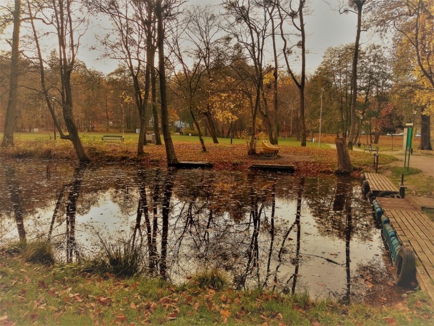 Park w Wejherowie w obiektywie. Spacer po "zielonych płucach miasta" 15.11