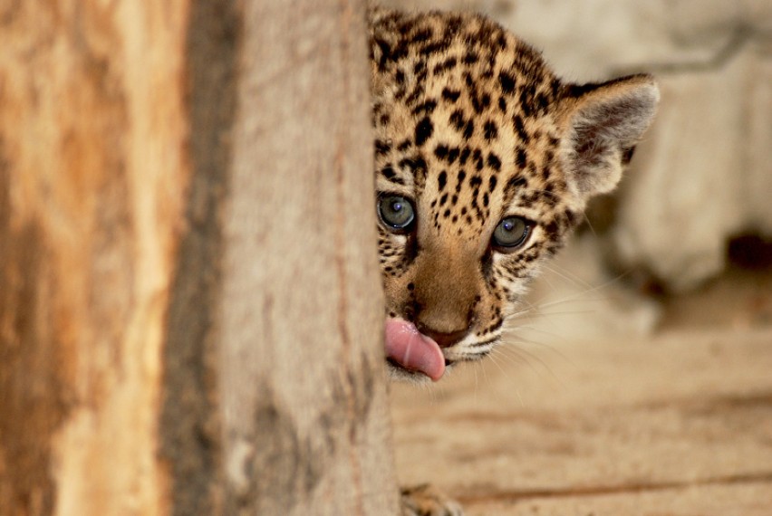 Młody jaguar