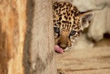 Młode jaguary już na wybiegu krakowskiego zoo [zdjęcia]