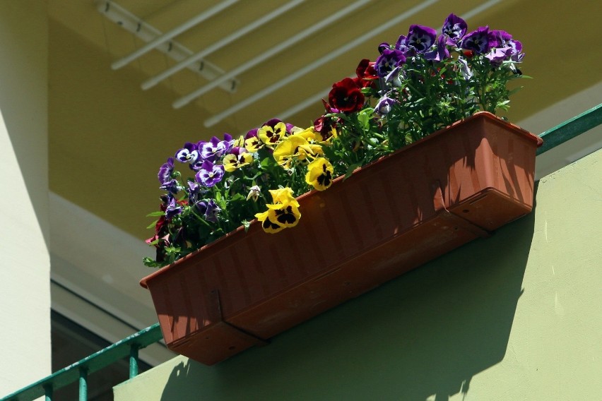 Balkony lublinian powoli zapełniają się kwiatami! Zobacz zdjęcia ukwieconych tarasów 
