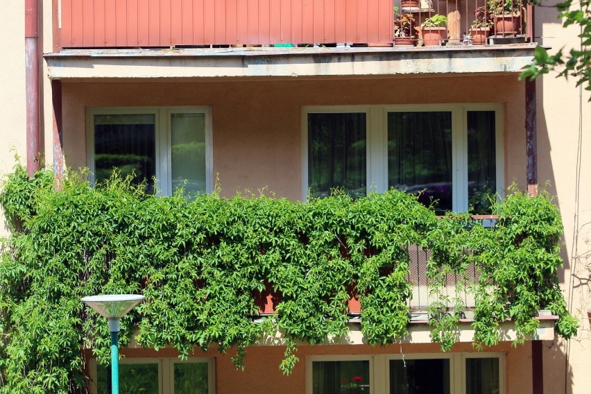 Balkony lublinian powoli zapełniają się kwiatami! Zobacz zdjęcia ukwieconych tarasów 