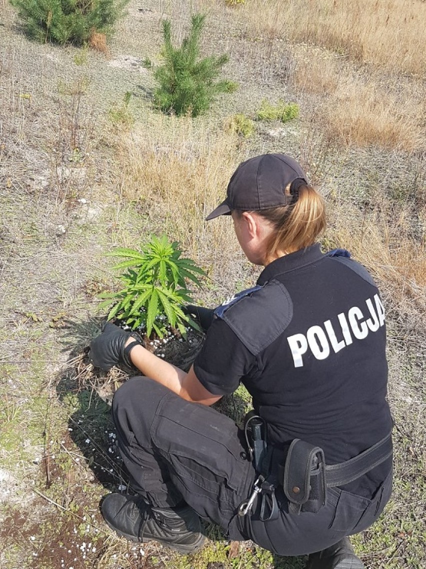 Policja zatrzymała 35-latka, który hodował marihuanę i produkował papierosy [ZDJĘCIA]