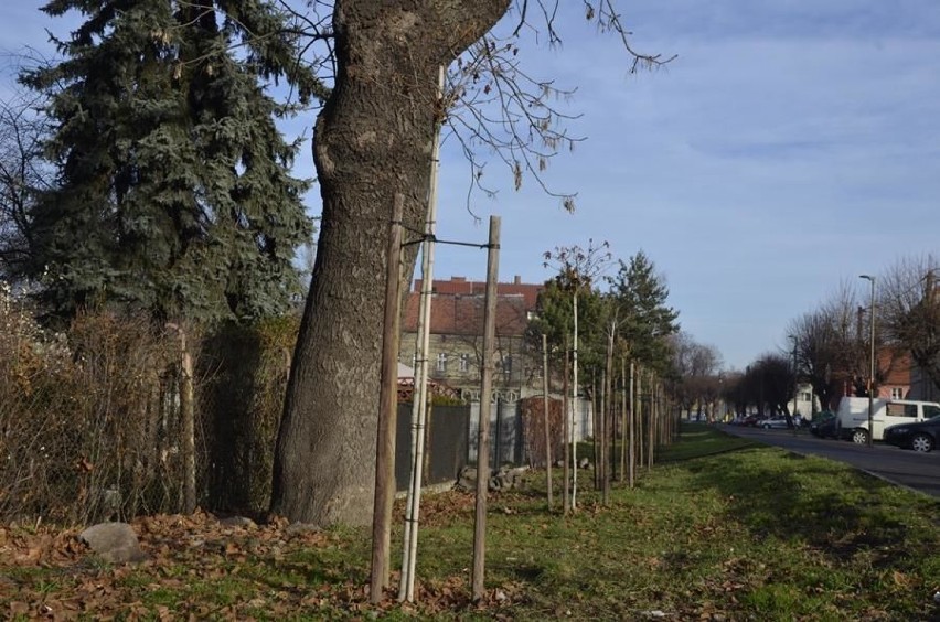 Sadzą nowe drzewa w Żarowie. Część z powodu wycinki starych (ZDJĘCIA)