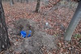 Siennica Mała: Policja szuka osoby, która zakopała 10 szkieletów w lesie