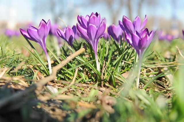 Zobacz, gdzie możesz spędzić wiosenny weekend w Poznaniu.

----------------------> przejdź do następnego zdjęcia

***
Podpoznański rezerwat Śnieżycowy Jar zakwita milionami białych kwiatów co wiosnę
