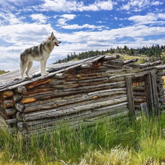 fot. Kelly Lund instagram.com/loki_the_wolfdog