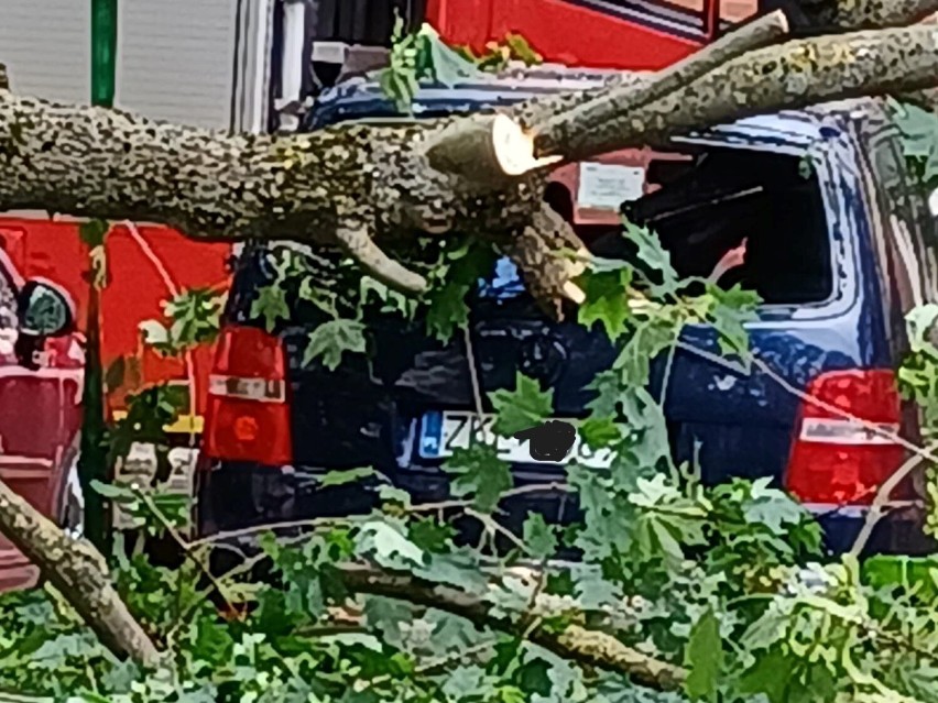 W Kołobrzegu drzewo pękło i runęło na zaparkowane samochody. Cud, że nikomu nic się nie stało