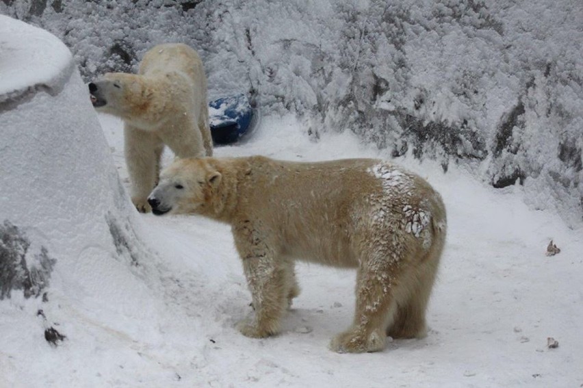 Zwierzęta w warszawskim ZOO rozrabiają na śniegu. Niektórzy...