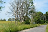 Wysoka trawa i uschnięte drzewa. Niebezpiecznie na drodze Bytów - Krosnowo (zdjęcia)