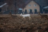 Biała sarna w lasach pod Dębicą! Niezwykłe zdjęcia fotografa i pasjonata przyrody z Dębicy