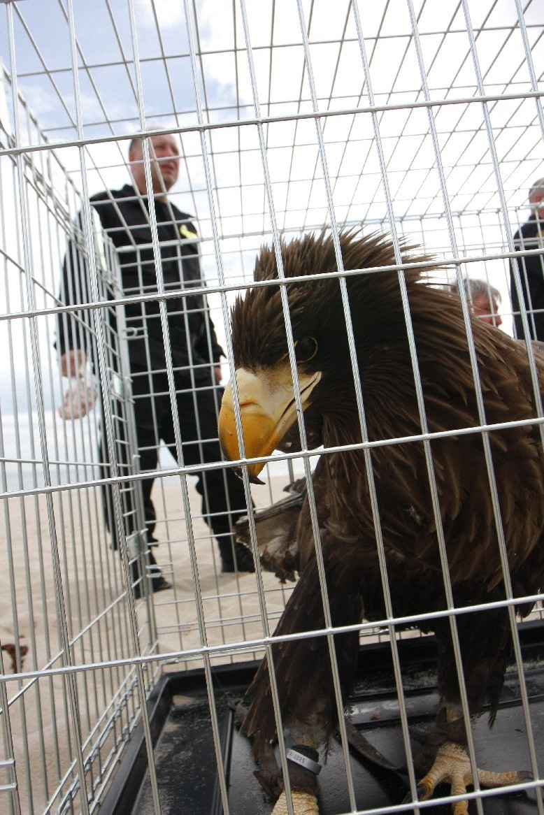 Władysławowo. Dwa dni nad polskim morzem gościł niezwykły gość - bielik