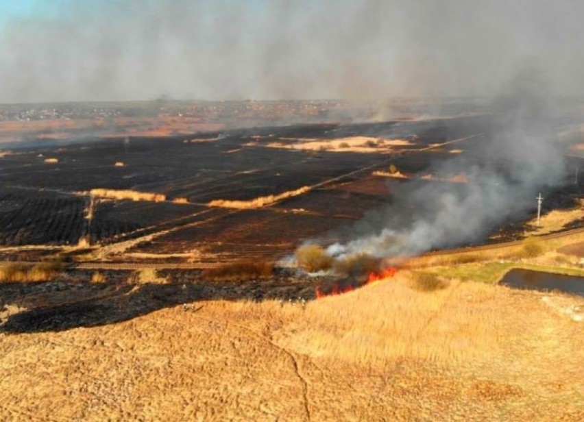 Pożar gasiło ok. 100 strażaków. Spaleniu uległo ok. 150 ha...