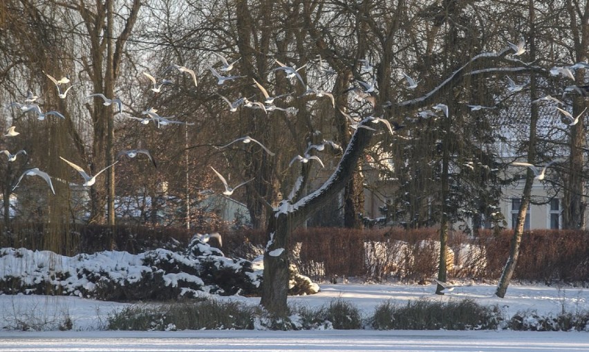 Park Oruński w zimowej odsłonie [ZDJĘCIA]