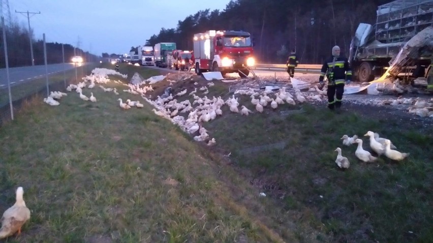 Tir, który przewoził kaczki przewrócił się na S8 niedaleko Polichna [ZDJĘCIA]