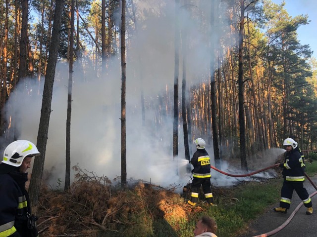 Gizałki. Pożar lasu w miejscowości Kolonia Obory. To już kolejny pożar lasu. Z ogniem walczyło pięć zastępów straży!
