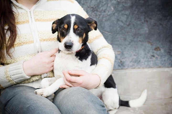 Przybywa psów w schronisku. Adoptuj|! ZDJĘCIA