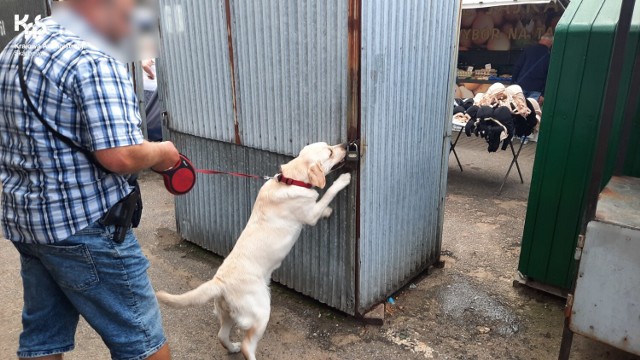 Labradorka Sonia pomogła znaleźć na targowisku miejskim w Dąbrowie Górniczej nielegalne wyroby tytoniowe

Zobacz kolejne zdjęcia/plansze. Przesuwaj zdjęcia w prawo - naciśnij strzałkę lub przycisk NASTĘPNE