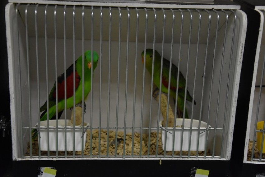 Nekla: I Wystawa Papug i Ptaków Egzotycznych [FOTO]