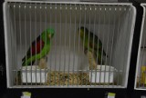 Nekla: I Wystawa Papug i Ptaków Egzotycznych [FOTO]