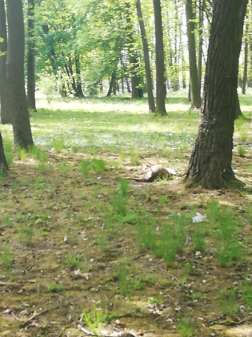 Tarnów. Jelonek konał w mękach przy ulicy w Mościcach. Pomoc nie nadeszła, bo wszyscy mieli ważniejsze sprawy