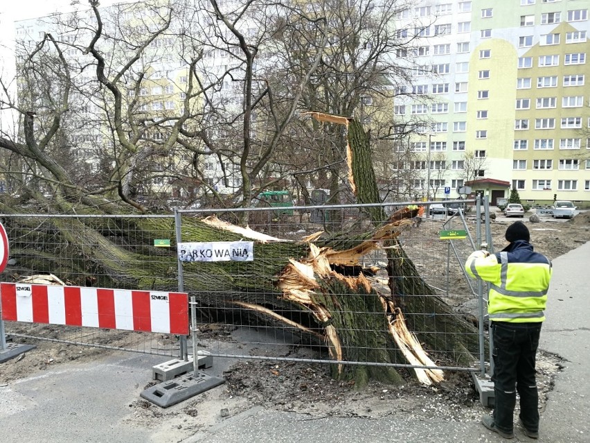 Tak wyglądał koniec wiązu z ul. Wiązowej.