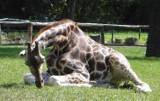 Łódzkie zoo zaprasza na dzień żyrafy i karmienie tych zwierząt. Będzie można się dowiedzieć o problemach żyraf w Afryce