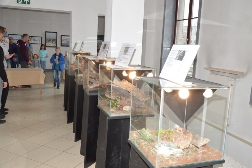 Wystawa egzotycznych pająków w Miejskim Centrum Kultury w Skarżysku-Kamiennej. Zobacz zdjęcia 