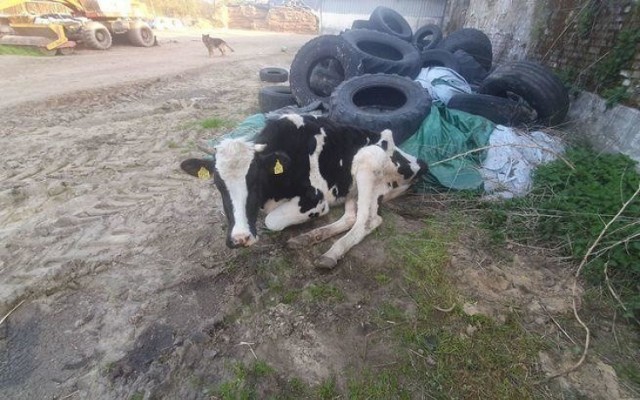 - Zagłodzona, odwodniona, połamana, z zanikami mięśni... leżała obok sterty śmieci - relacjonują członkowie OTOZ Animals Zielona Góra