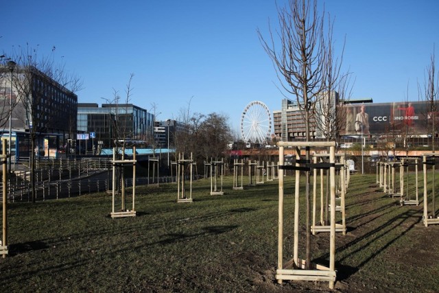 W grudniu 2021 roku nowe drzewa nasadzono wzdłuż ul. Marii Konopnickiej