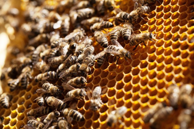 Wielki Dzień Pszczół - 8 sierpnia w Ogrodzie Botanicznym w Poznaniu