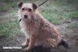 Zagubiony psiak chodził po torach w Świebodzinie. Zaopiekował się nim 17-latek, razem z dzielnicowymi odnaleźli jego dom