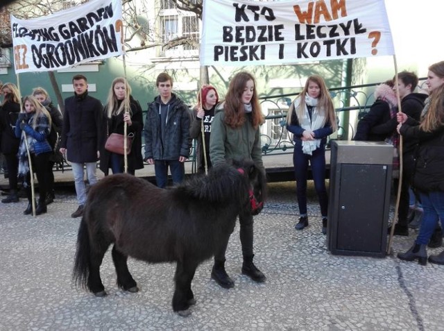 Uczniowie Centrum Edukacji Ogrodniczej w styczniu protestowali przed urzędem miasta przeciw połączeniu z Zespołem Szkół nr 2 w Dąbiu z.... kucem