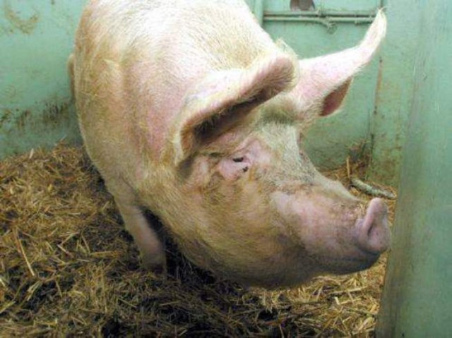 Kradzież świni w gminie Osiek Mały